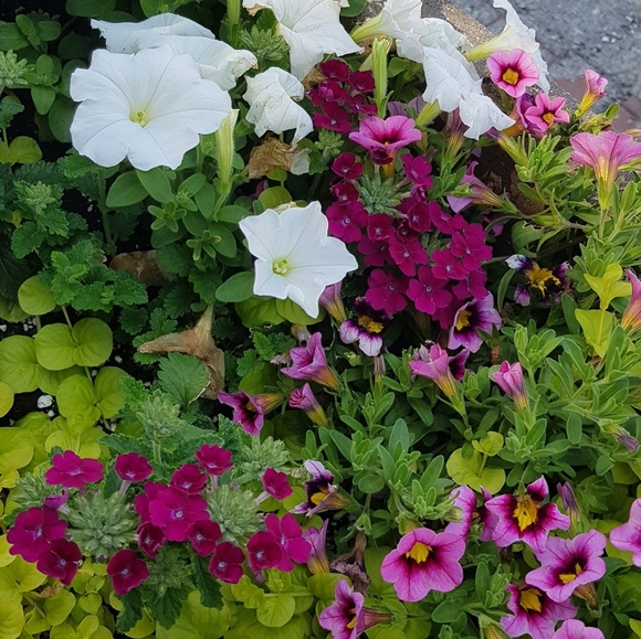 Meet your Posher, Mya - Picture 1 of 1